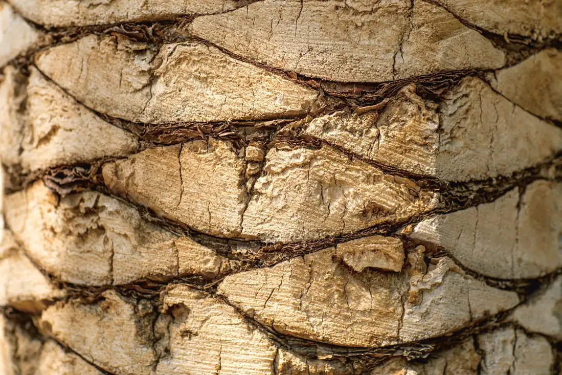 Organizers banner_Amr