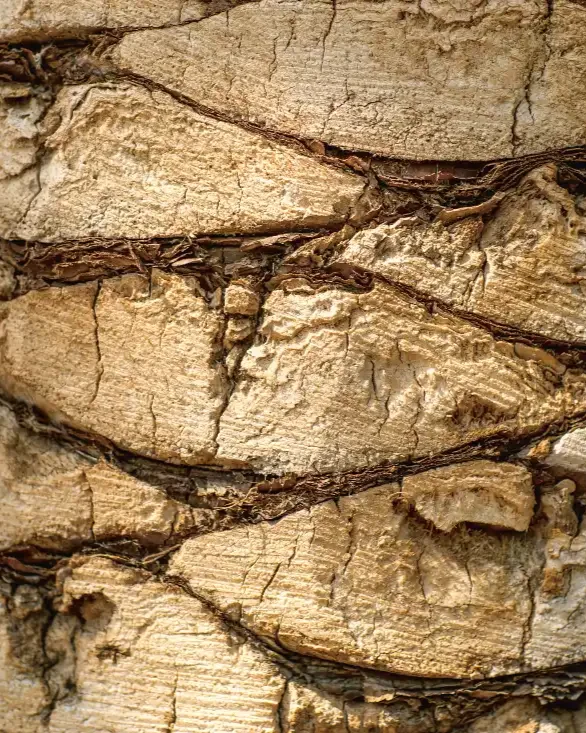 Organizers banner_Amr_Crop_Amr